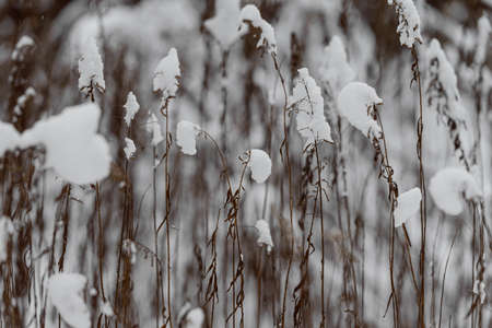 Snow-covered forest bush branch covered with a thick layer of snow.の写真素材