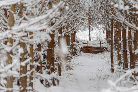 a bunch of branches in a pine winter forest snowの写真素材