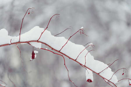 Snow on the red branches of trees and bushes after a snowfall.の写真素材