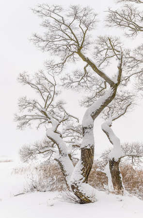 Winter graphics. Frozen branches of trees in winter natureの写真素材