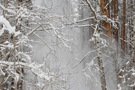Snow falls from branches of pines. Freezing winter dayの写真素材