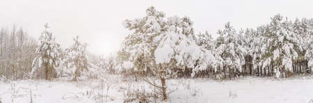Coniferous trees in the snow in the winter forest. Snow-covered forestの写真素材