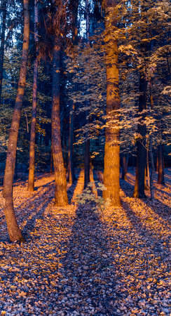 Colorful trunks of trees in autumn landscape. The tree with the hollow.の写真素材