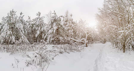 White trail in the forest where a lot of snow has fallen on the treesの写真素材