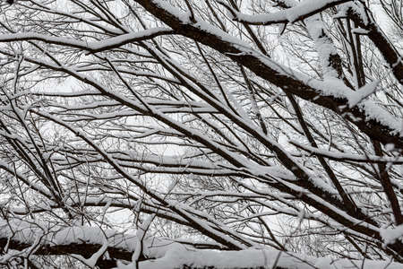 A lot of snow on tree branches. Winter forest after a heavy snowfall.の写真素材