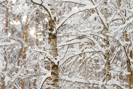 Branches of a birch under a thick layer of snow, close-up.の写真素材