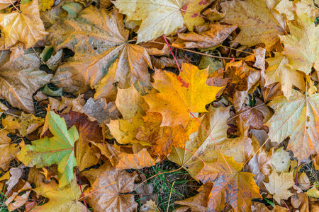 The texture of yellow leaves lying on the ground. Golden carpet.
