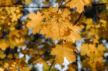 Autumn leaves of maple tree on the sun. Fall blurred background.の写真素材