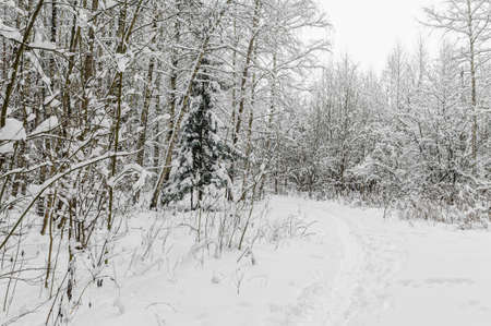 White trail in the forest where a lot of snow has fallen on the treesの写真素材