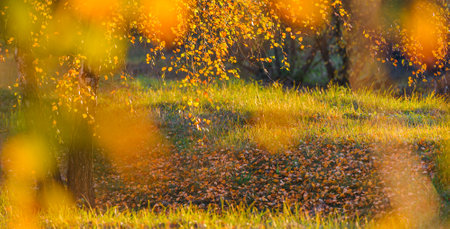 Yellow autumn leaves of a birch on a tree branch lit by the bright sunの写真素材