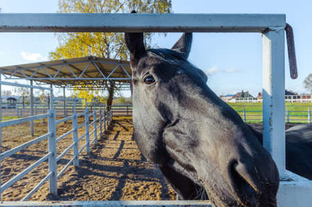 Horse head behind the fence. Black horse in the stallの写真素材