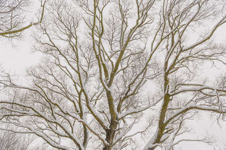 Winter graphics. Frozen branches of trees in winter natureの写真素材