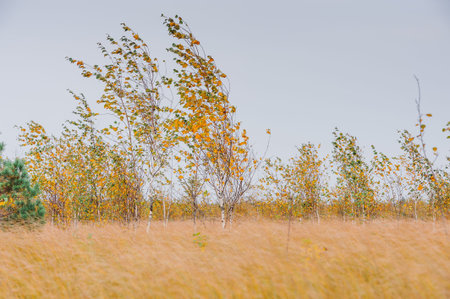 Autumn landscape in the swamp. Beautifull view of the swamp Elnya Belarusの写真素材