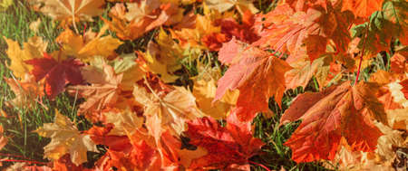 Colourful autumn maple leaves on soft background.の写真素材