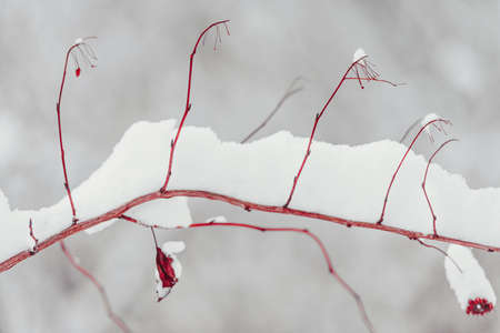 Snow on the red branches of trees and bushes after a snowfall.の写真素材