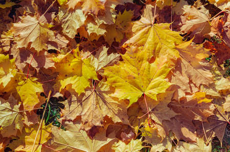 The texture of yellow leaves lying on the ground. Golden carpet.の写真素材