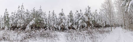 Coniferous trees in the snow in the winter forest. Snow-covered forestの写真素材