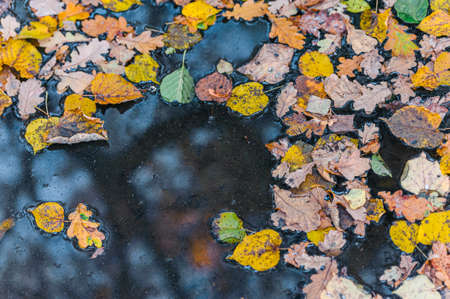 Fallen yellow leaves in the water. Autumn natural background.の写真素材