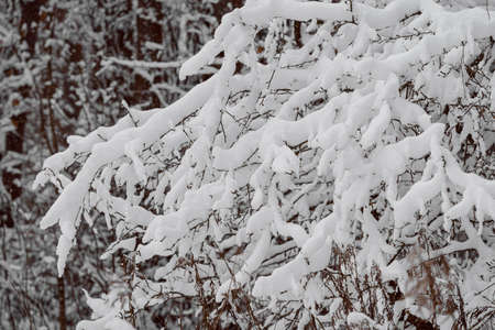 Trees covered with a large layer of snow. Snow-covered branches, snowfall.の写真素材