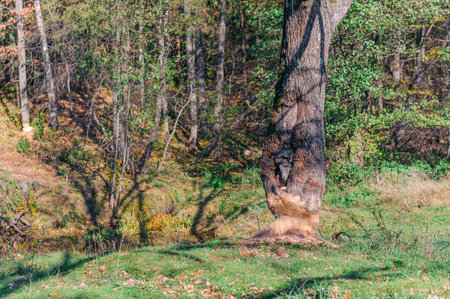 Oak tree trunk nibbled by wild forest beaver.の写真素材