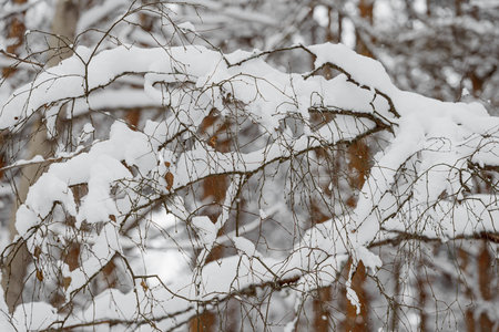 Trees covered with a large layer of snow. Snow-covered branches, snowfall.の写真素材