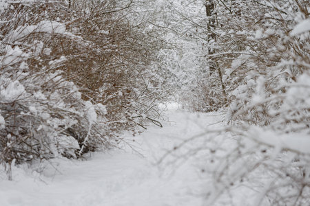 White trail in the forest where a lot of snow has fallen on the treesの写真素材
