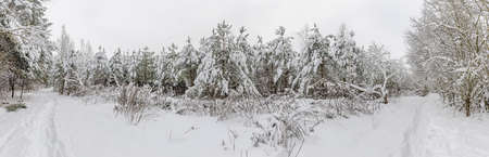 Coniferous trees in the snow in the winter forest. Snow-covered forestの写真素材
