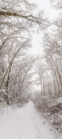 White trail in the forest where a lot of snow has fallen on the treesの写真素材