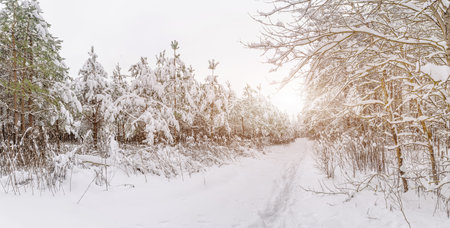 White trail in the forest where a lot of snow has fallen on the treesの写真素材