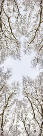 Background of tree branches covered with snow. Panoramaの写真素材