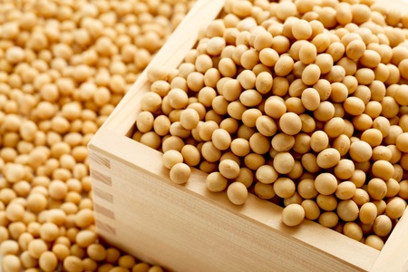 soybeanの写真素材