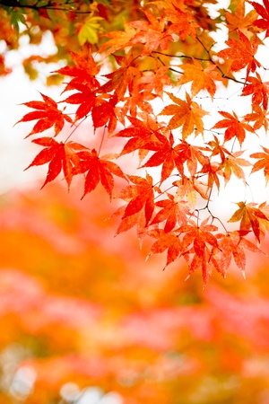 autumn Autumnal leaves, の写真素材