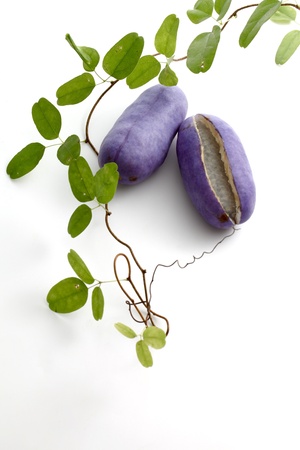 Akebia quinataの写真素材