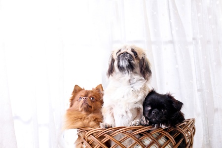 dogsの写真素材