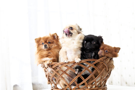 dogs