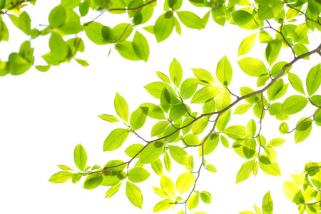 The fresh greenの写真素材