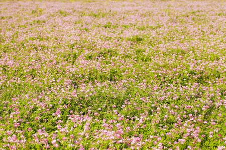 Violetの写真素材