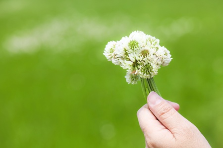 cloverの写真素材