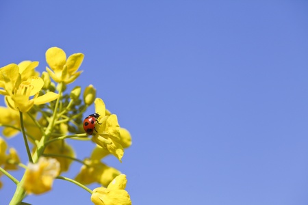 ladybug,の写真素材