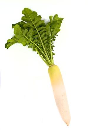 radish,の写真素材