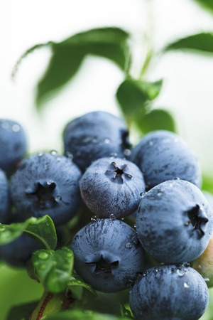 Blueberryの写真素材