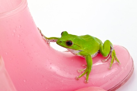 Frogの写真素材