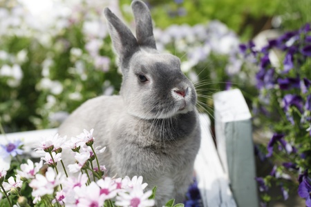 rabbitの写真素材