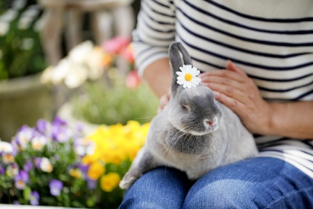 rabbitの写真素材