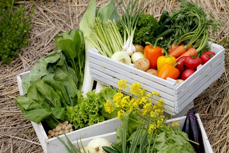 Harvestの写真素材