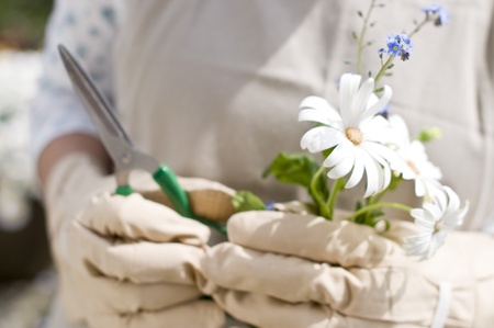 gardeningの写真素材