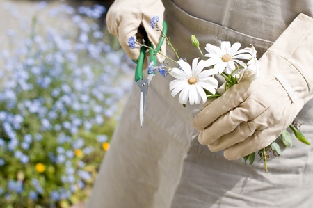 gardeningの写真素材