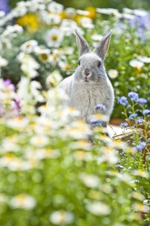 Rabbitの写真素材