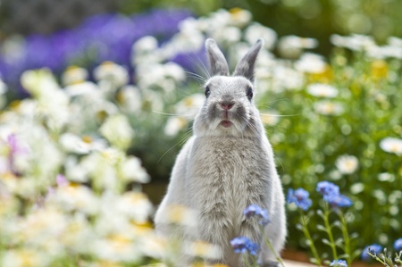 Rabbitの写真素材