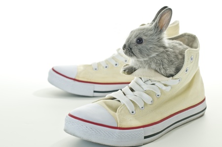 Baby Rabbitの写真素材